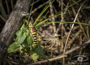 Grasshopper on Trail
